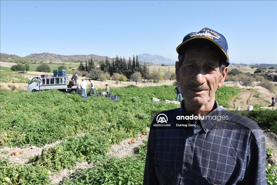 Datça'nın "güz domatesi" verimi ile üreticisini sevindirdi
