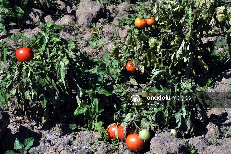 Datça'nın "güz domatesi" verimi ile üreticisini sevindirdi