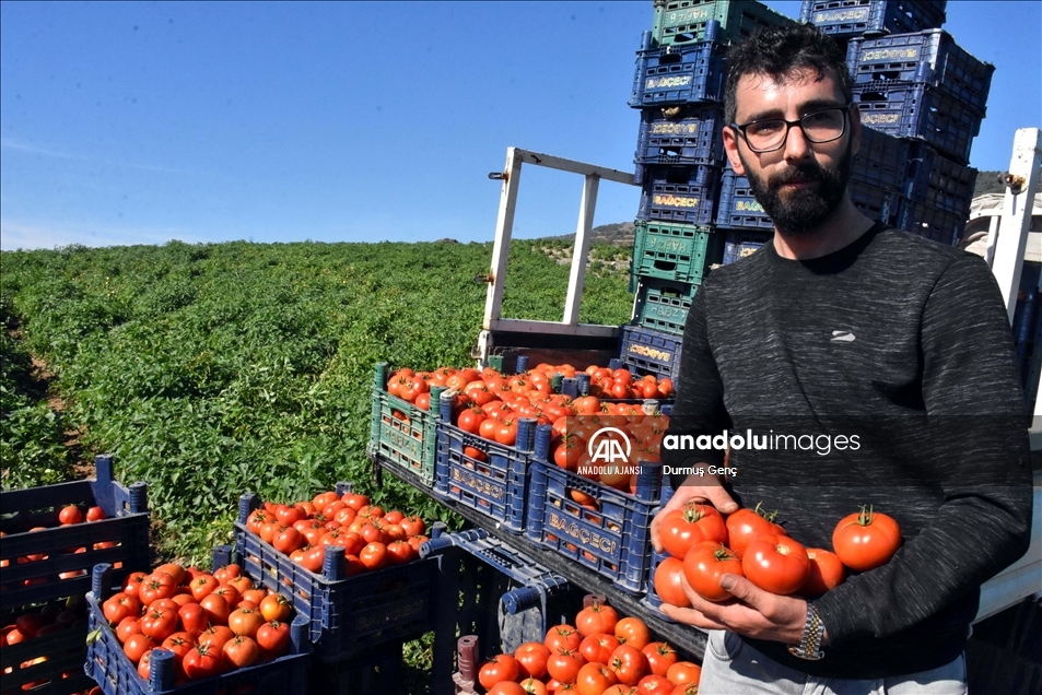 Datça'nın "güz domatesi" verimi ile üreticisini sevindirdi