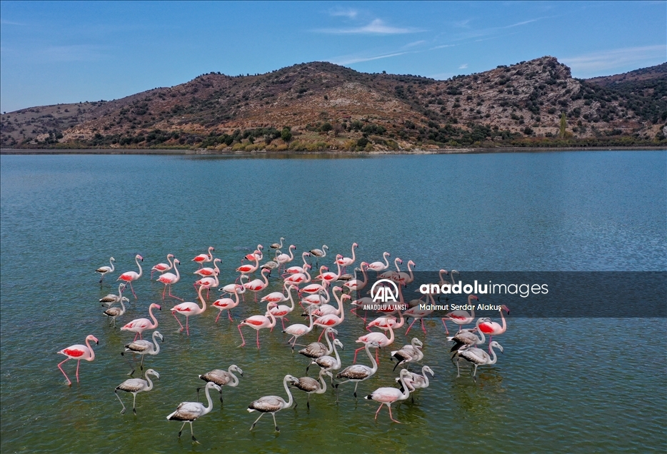 Kuş cenneti Bafa Gölü'nde sular çekiliyor