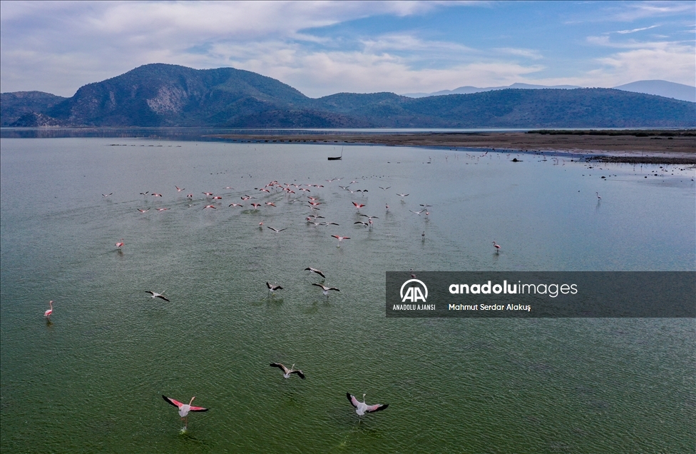 Kuş cenneti Bafa Gölü'nde sular çekiliyor