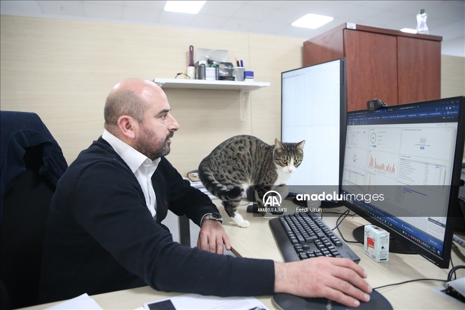 Üniversite çalışanları 15 kediyle aynı ofisi paylaşıyor