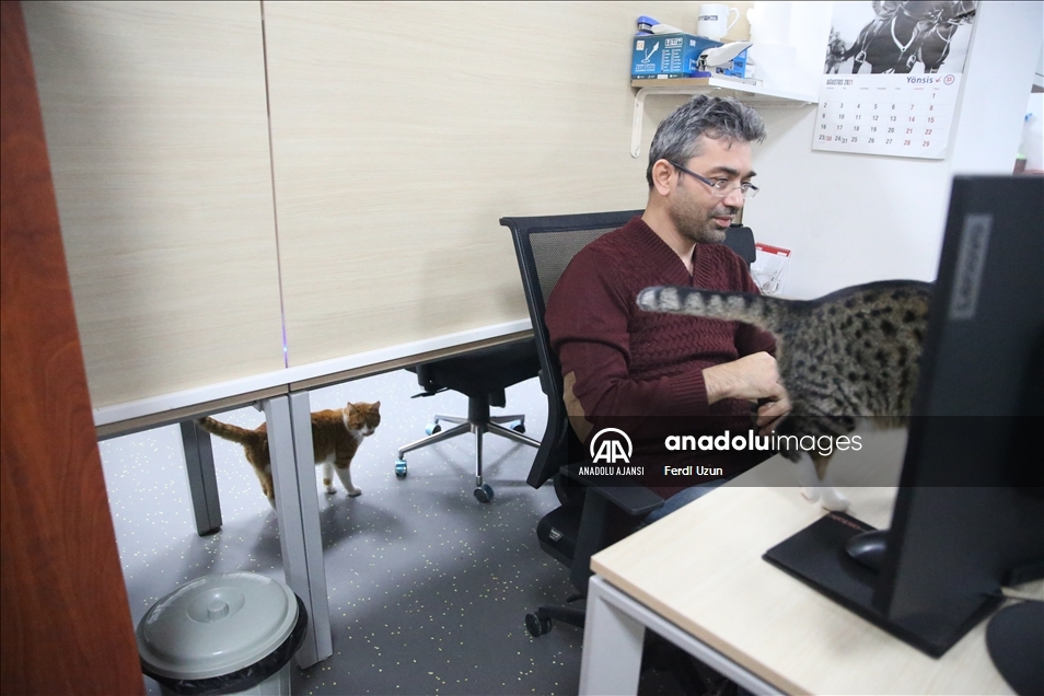 Üniversite çalışanları 15 kediyle aynı ofisi paylaşıyor