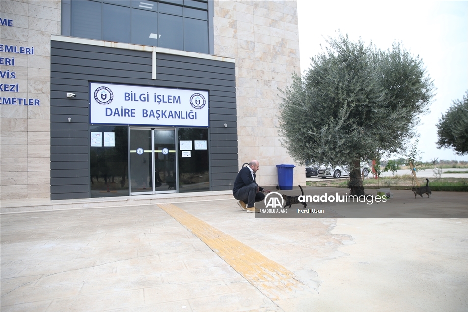 Üniversite çalışanları 15 kediyle aynı ofisi paylaşıyor
