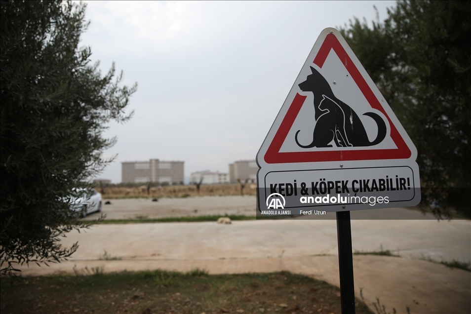 Üniversite çalışanları 15 kediyle aynı ofisi paylaşıyor