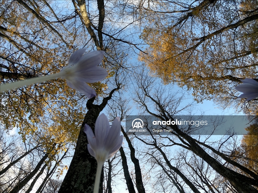 چشم‌انداز زیبای پاییز در کرکلرایلی ترکیه