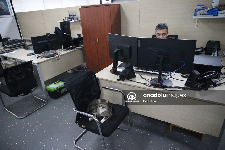Üniversite çalışanları 15 kediyle aynı ofisi paylaşıyor