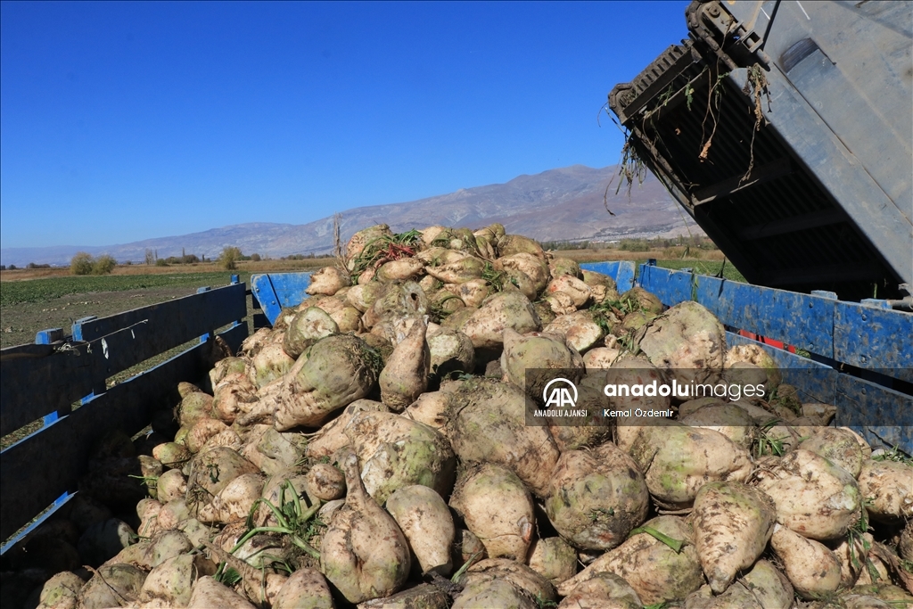 Erzincan'da kuraklığa rağmen şeker pancarında 300 bin ton rekolte bekleniyor