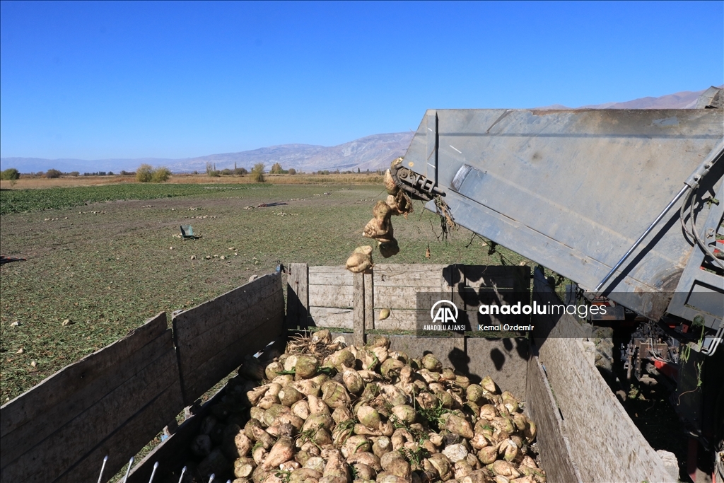 Erzincan'da kuraklığa rağmen şeker pancarında 300 bin ton rekolte bekleniyor