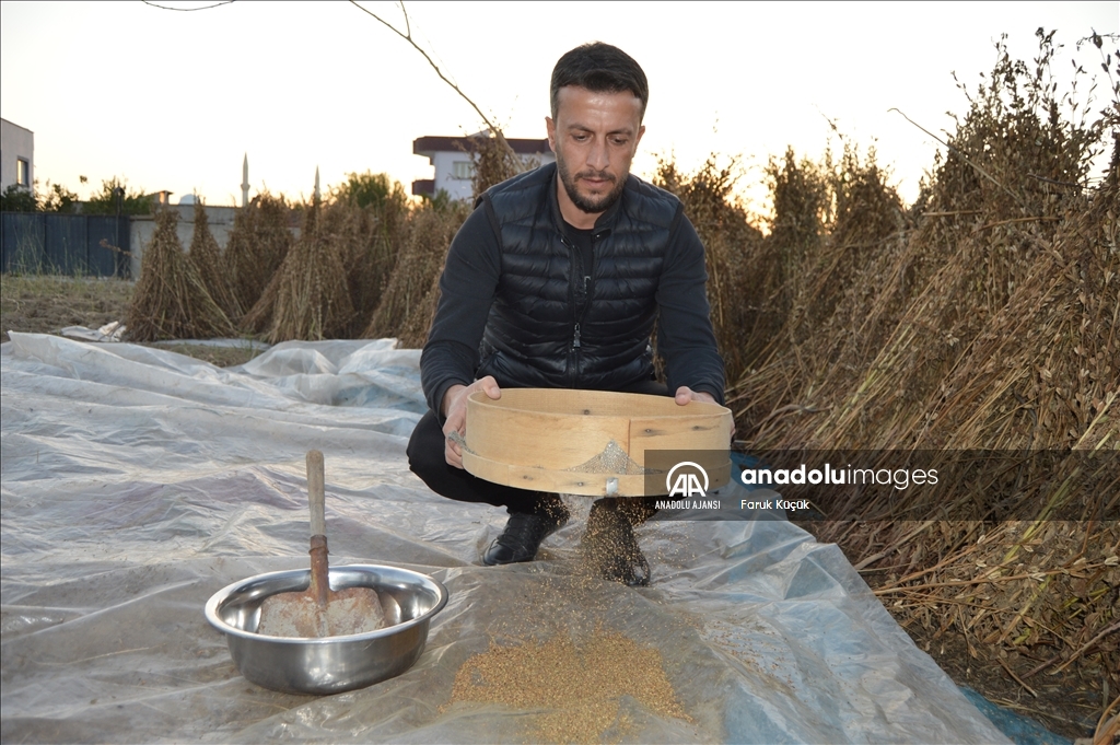 Cudi ve Gabar dağı eteklerinde yetişen susam, tarihi değirmende tahine dönüşüyor