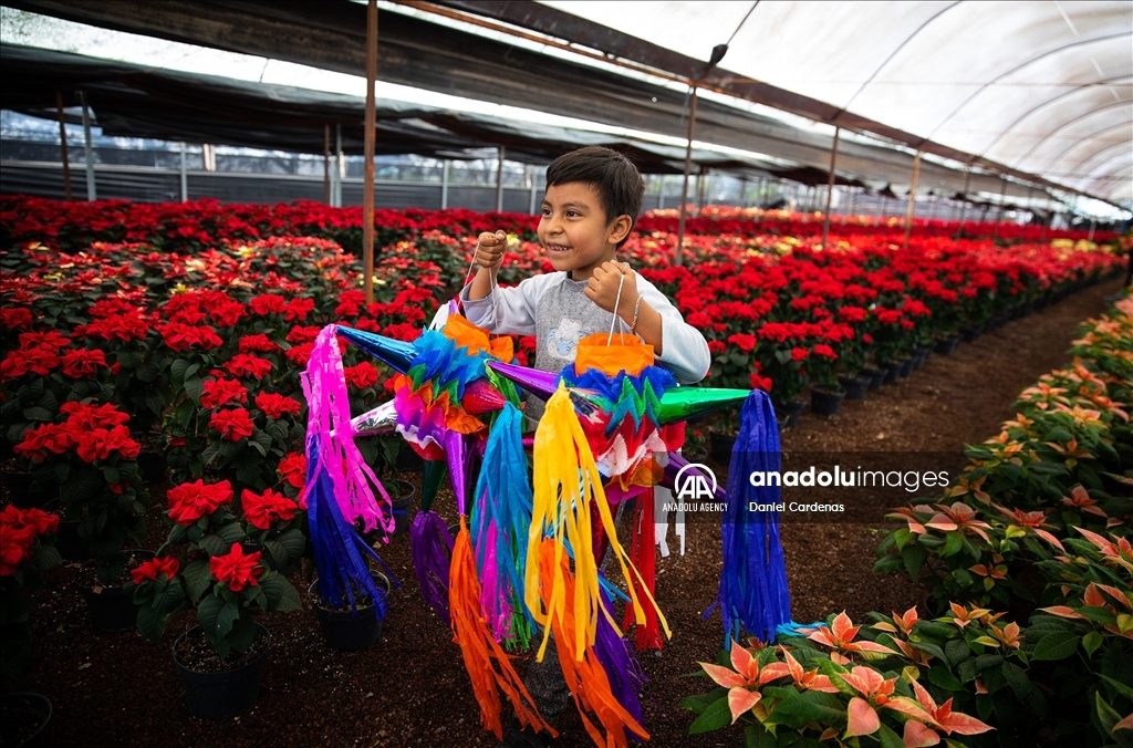 Mexico Christmas Flower Greenhouses