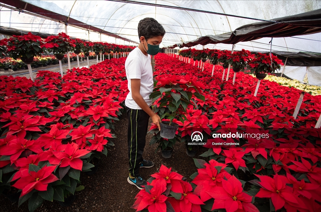 Mexico Christmas Flower Greenhouses
