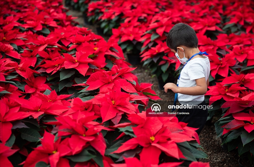 Mexico Christmas Flower Greenhouses