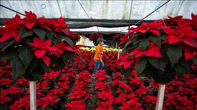 Mexico Christmas Flower Greenhouses