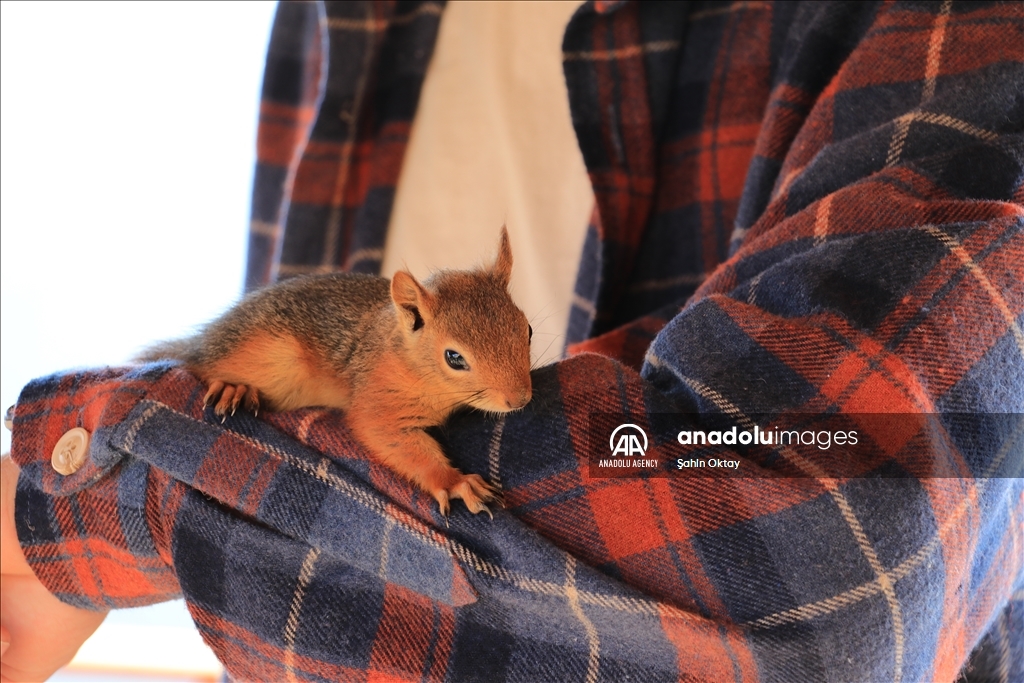 Squirrel found by the couple in the forest becomes member of family