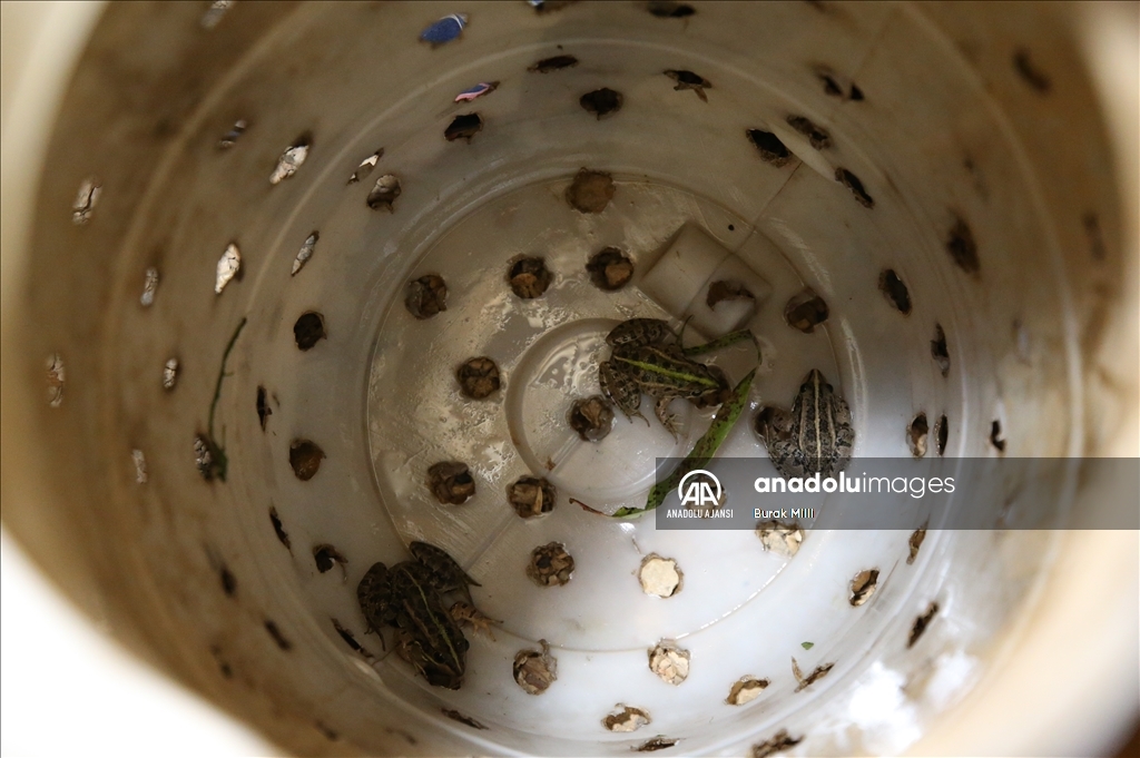 Türkiye'nin farklı kentlerinden toplanan kurbağalar Avrupa'ya ihraç ediliyor