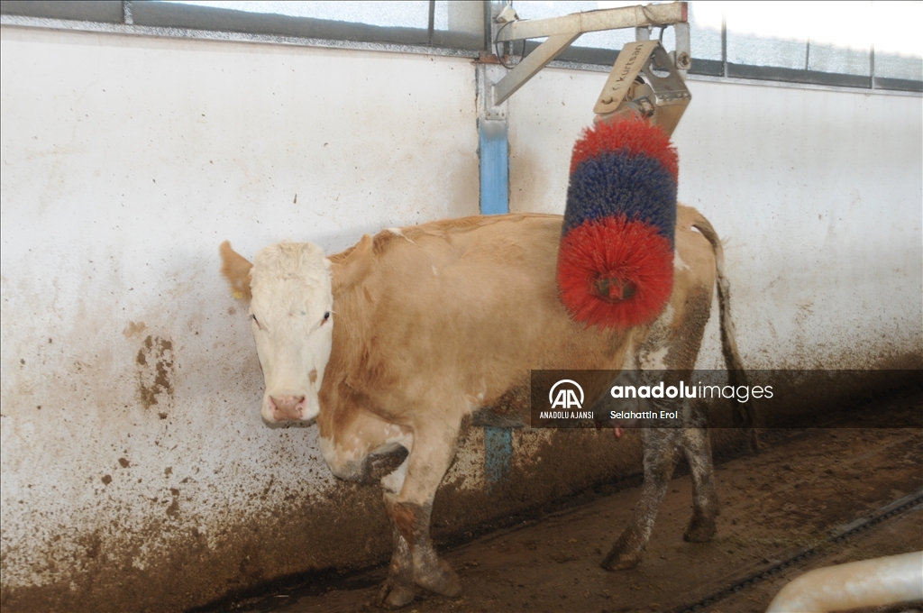 Mardin'de devlet desteğiyle kurulan çiftlikte günlük 1500 litre süt üretiliyor