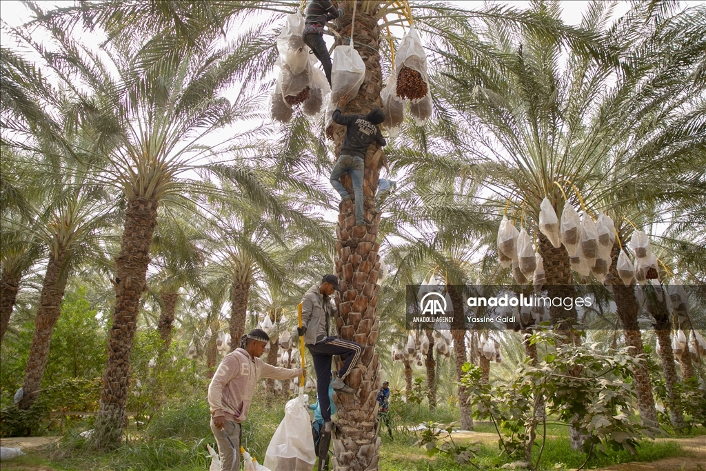 تونس.. ضعف الإنتاج والتسويق "ينخر" موسم التمور