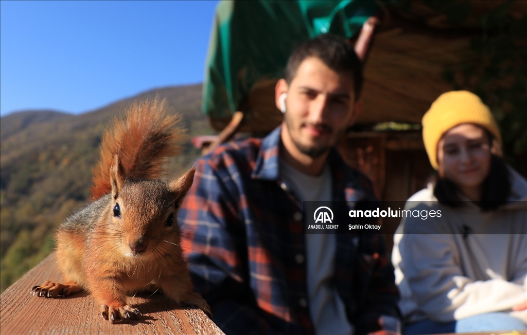 Ardilla encontrada por pareja en un bosque de Turquía se convierte en miembro de la familia