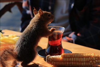 Un écureuil nommé "Alvin", trouvé dans la forêt et adopté par un couple, devient un membre de la famille