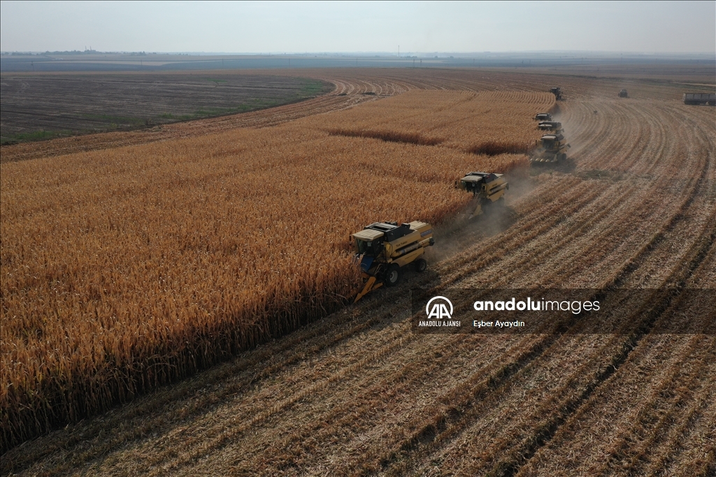  Türkiye'nin en büyük tarım işletmesinde 120 bin ton mısır rekoltesi bekleniyor