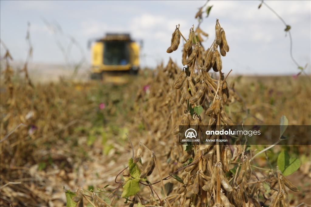 Diyarbakır'da soya üretimi artacak