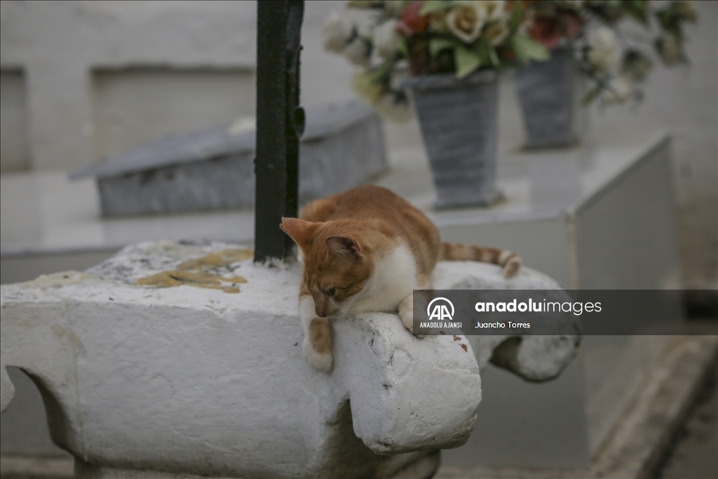 Kolombiya'da mezarlık kedileri