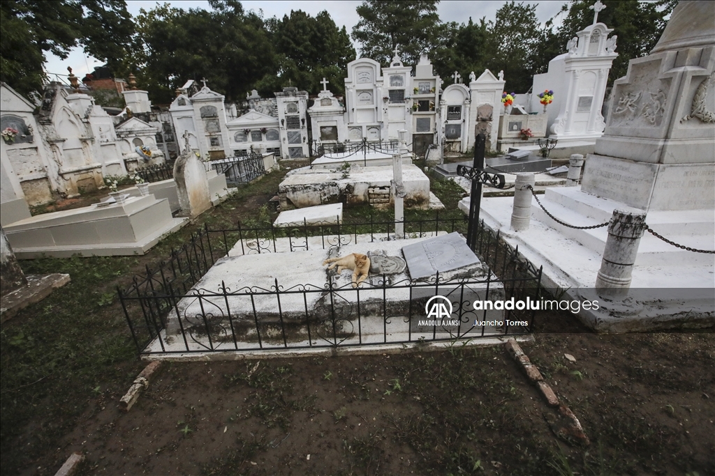 Kolombiya'da mezarlık kedileri