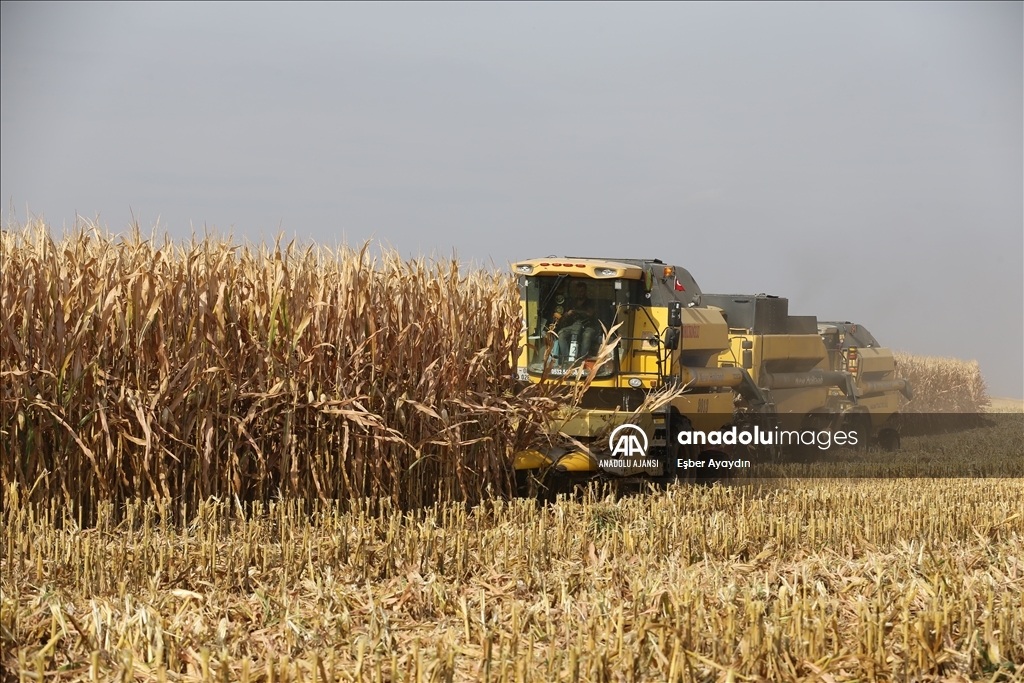  Türkiye'nin en büyük tarım işletmesinde 120 bin ton mısır rekoltesi bekleniyor