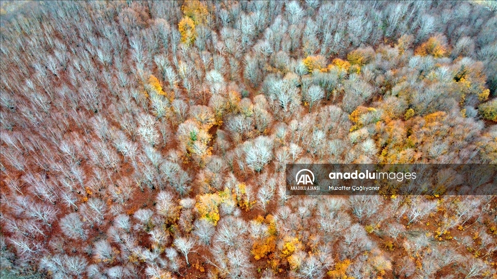 Dumanlı Yaylası, sonbahar renkleriyle büyülüyor