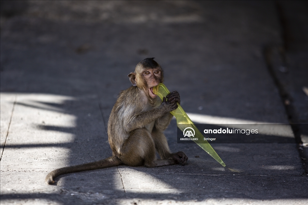 Tayland’da Maymun Açık Büfe Festivali