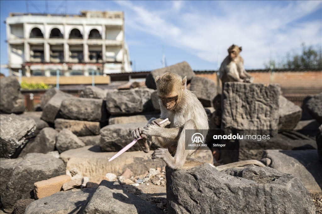 Tayland’da Maymun Açık Büfe Festivali