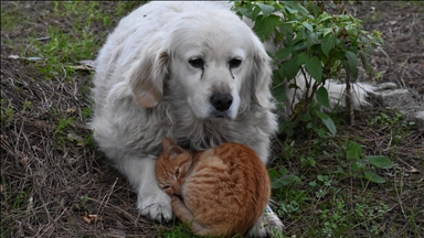 Ordu'da kedi ile köpeğin dostluğu görenleri şaşırtıyor