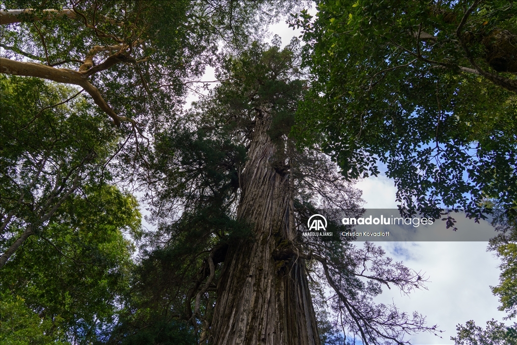 Arjantin'in 2 bin 600 yaşından büyük ağacı "El Alerce Abuelo" çağlara meydan okuyor