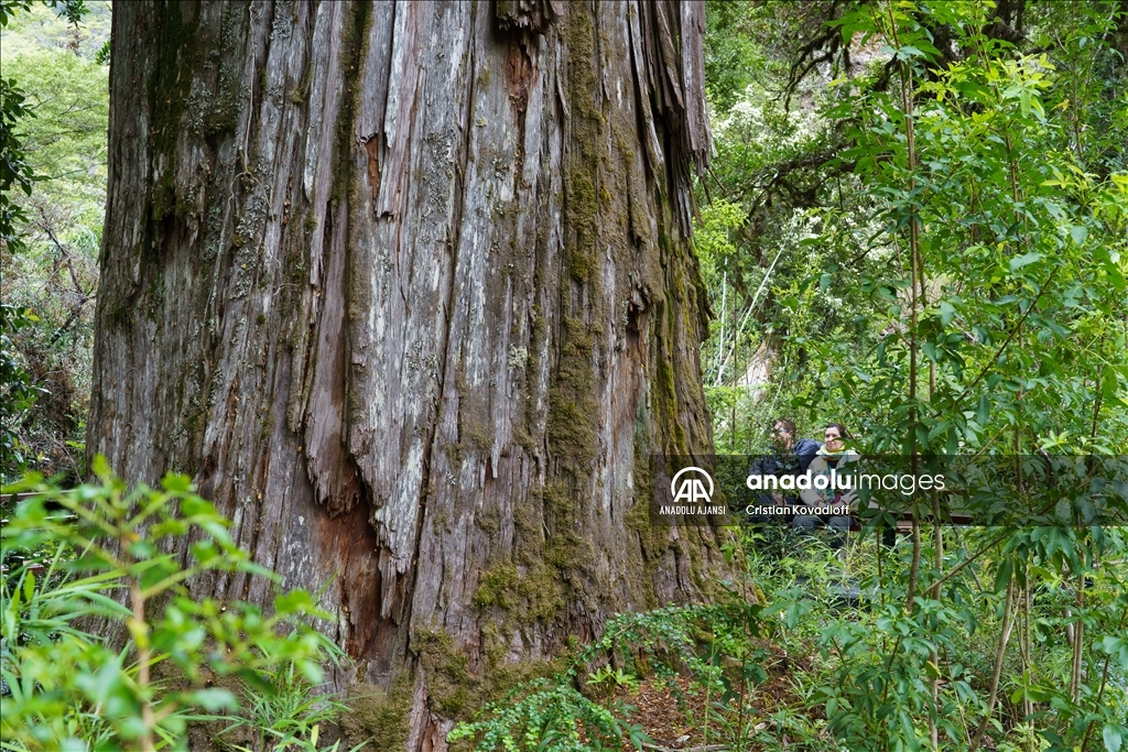 Arjantin'in 2 bin 600 yaşından büyük ağacı "El Alerce Abuelo" çağlara meydan okuyor