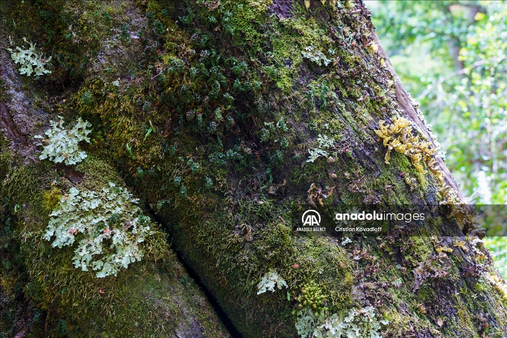 Argentina's 2,600-year-old tree "El Alerce Abuelo"