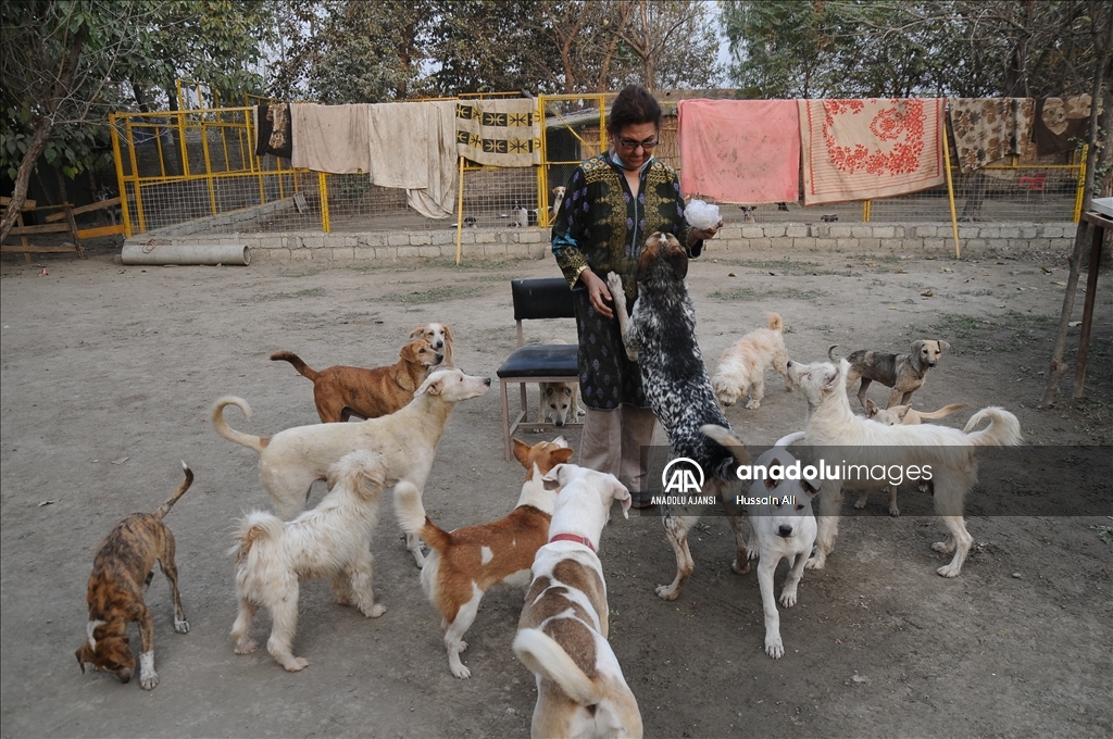 Peşaver'in ilk köpek barınağı