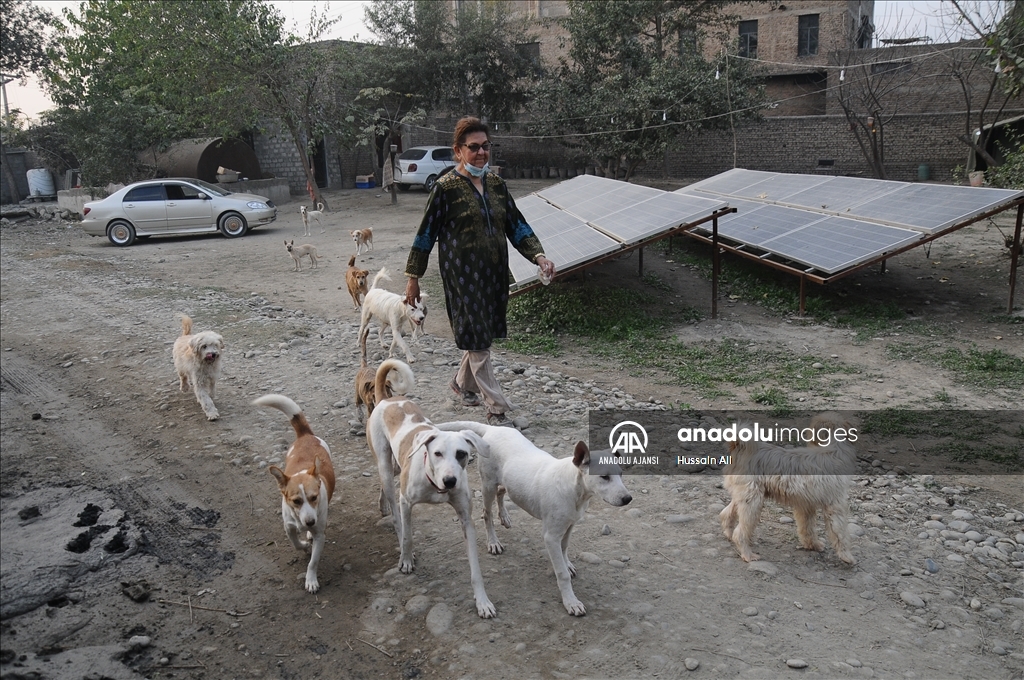 Peşaver'in ilk köpek barınağı