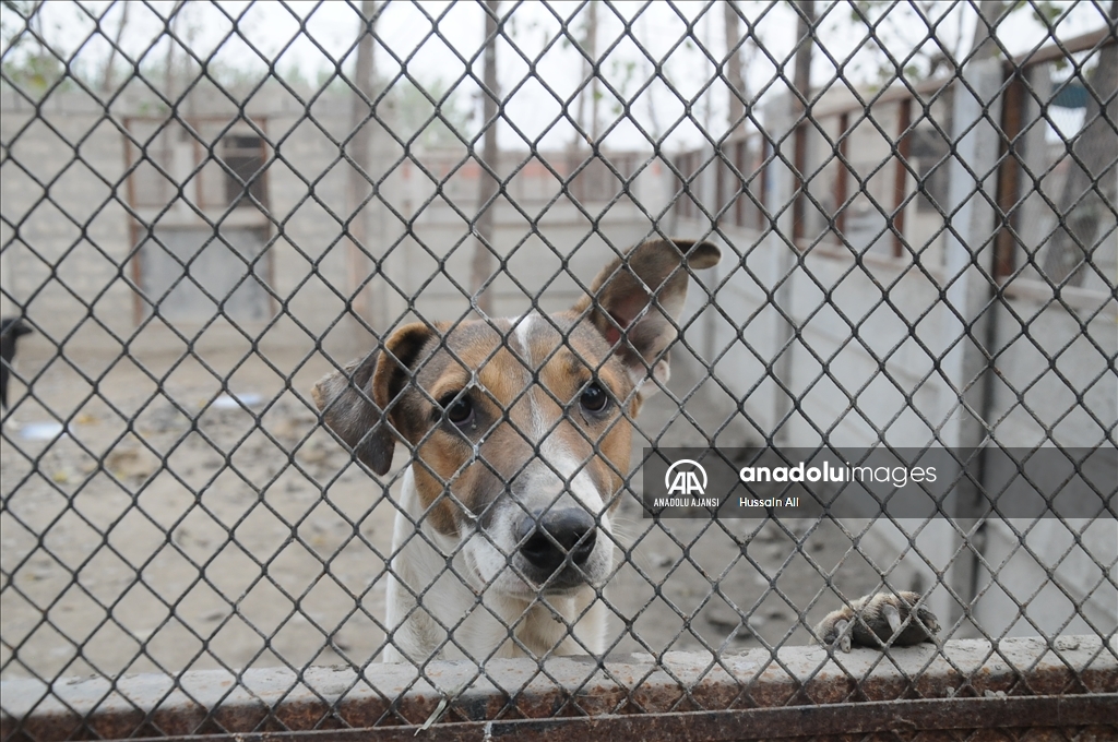 Peşaver'in ilk köpek barınağı