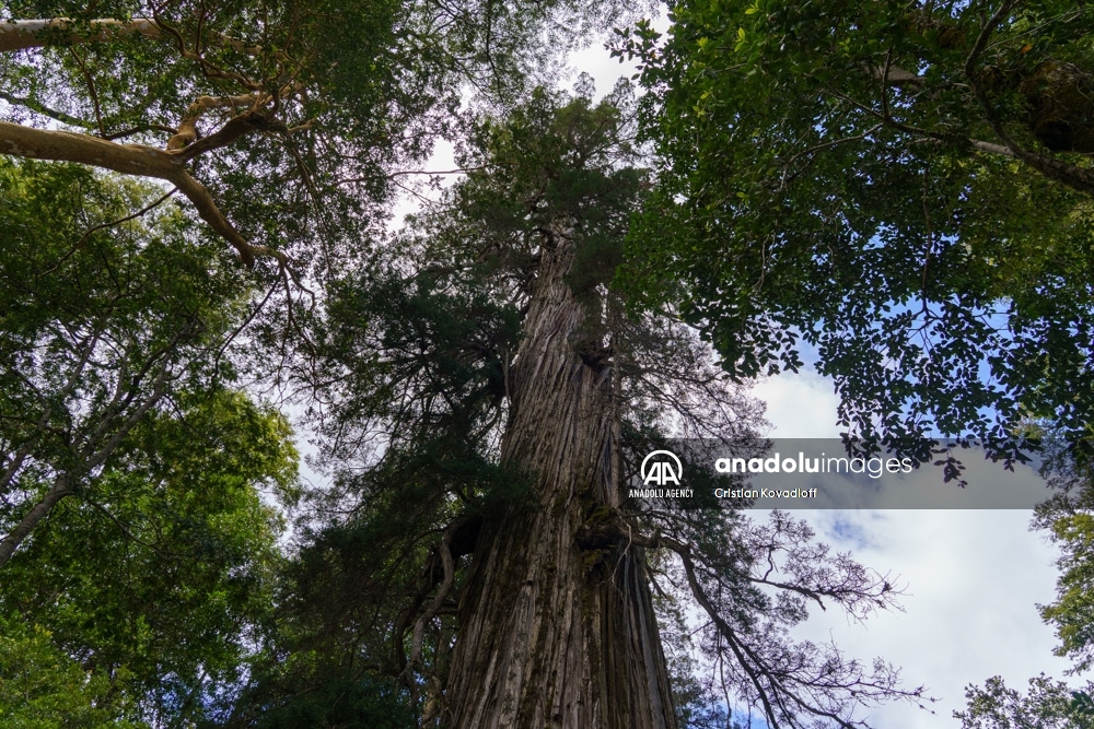El Alerce Abuelo, el árbol argentino de 2.600 años