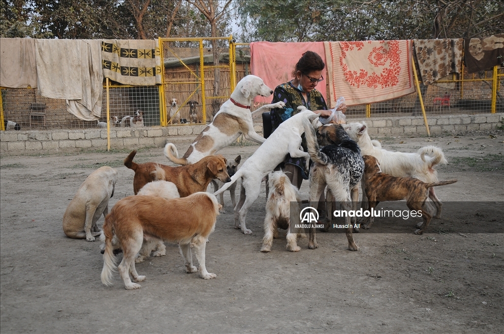 Peşaver'in ilk köpek barınağı