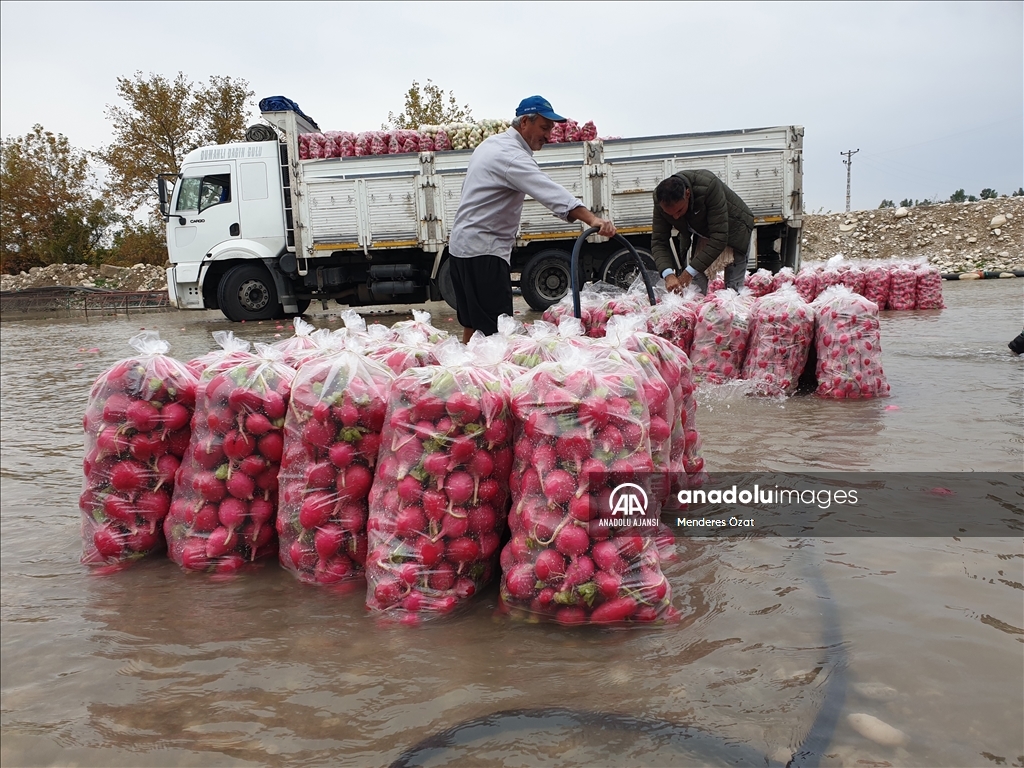 Tescilli Kadirli turpundan 160 bin ton rekolte bekleniyor