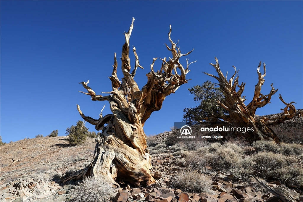 Kaliforniya'daki 4853 yaşındaki Methuselah Ağacı