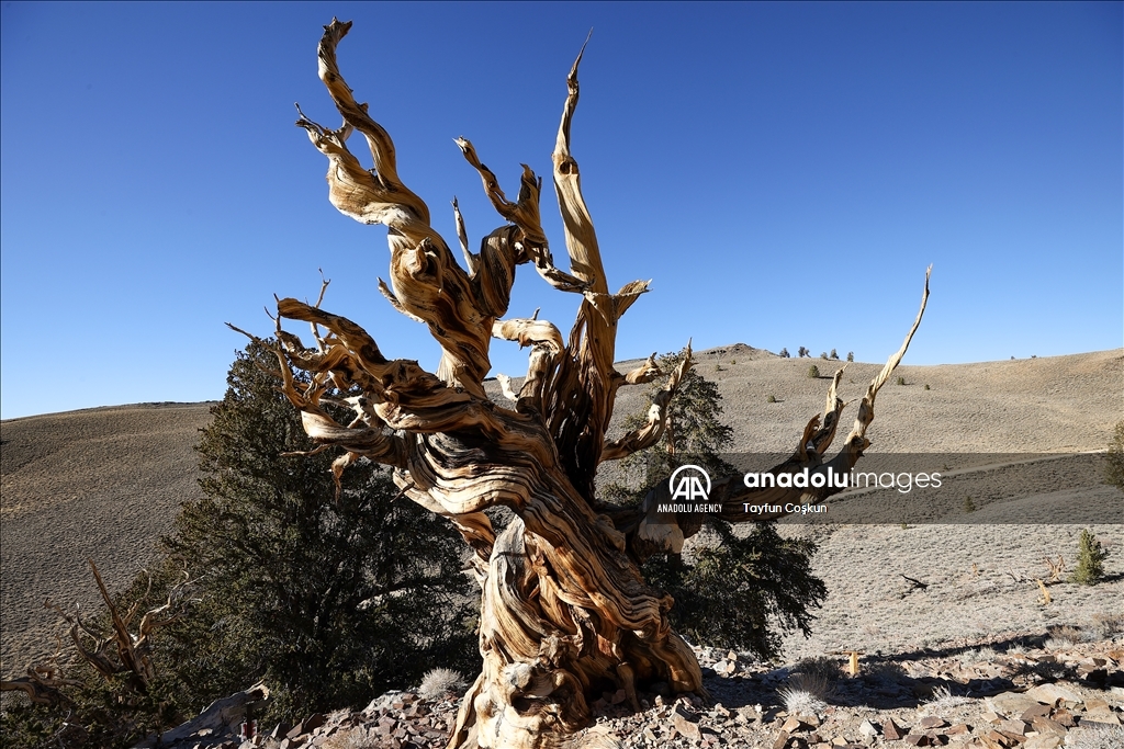 Kalifornijsko drvo Metuzalem, najstarije na svijetu