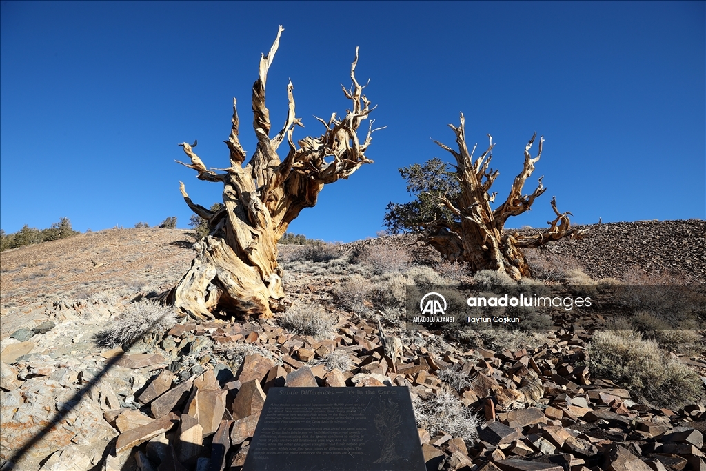 Kaliforniya'daki 4853 yaşındaki Methuselah Ağacı