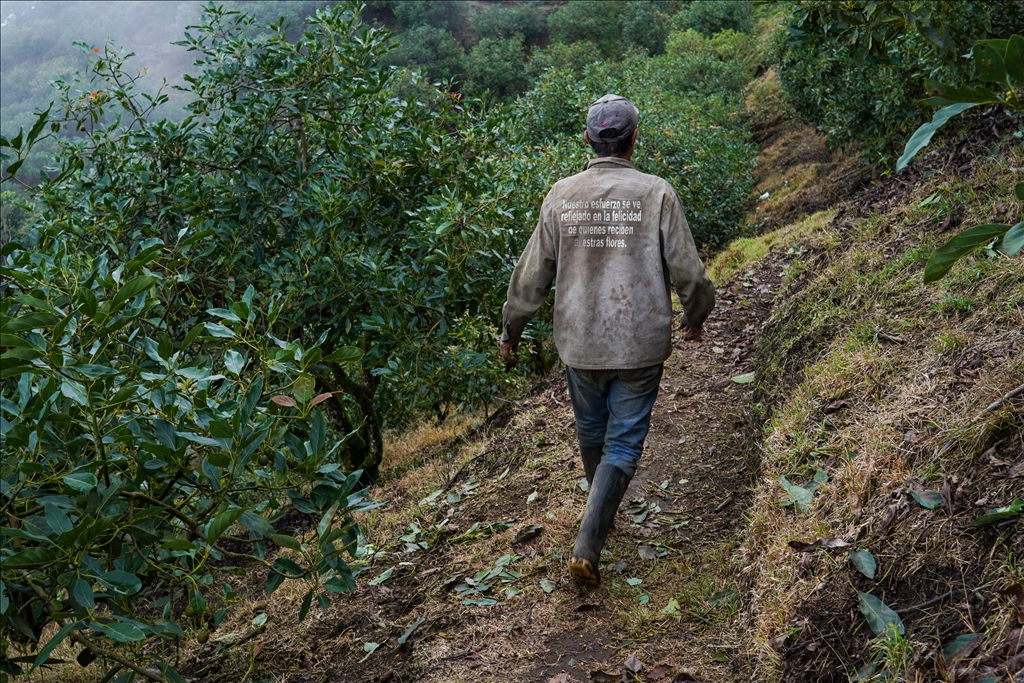 Kolombiya'nın Quindio eyaletininde Hass Avokado çiftçiliği