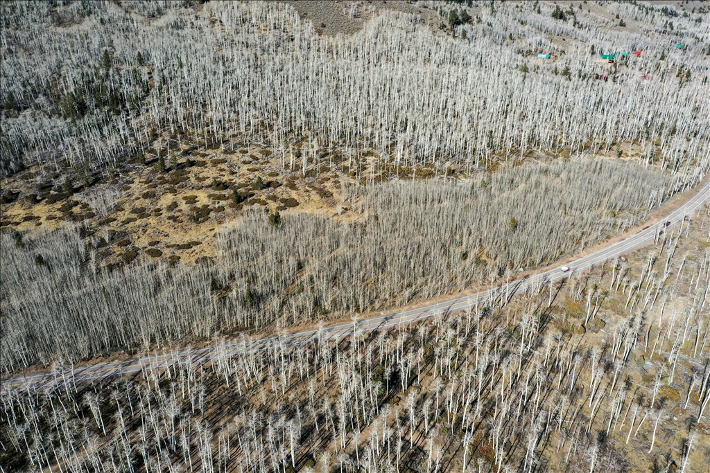 Dünyanın en yaşlı ağaçları arasında yer alan Pando