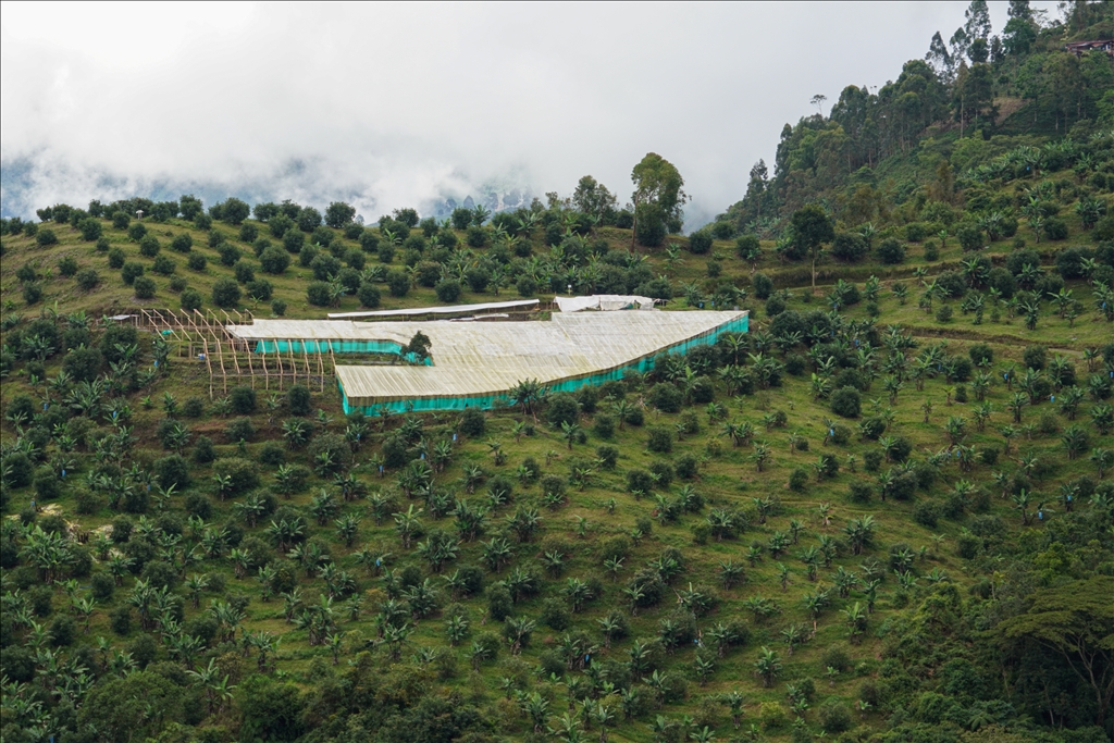 Kolombiya'nın Quindio eyaletininde Hass Avokado çiftçiliği