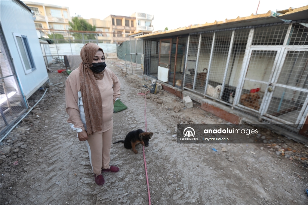 أم عبودي.. سيدة عراقية ترعى الحيوانات المعنّفة في بغداد