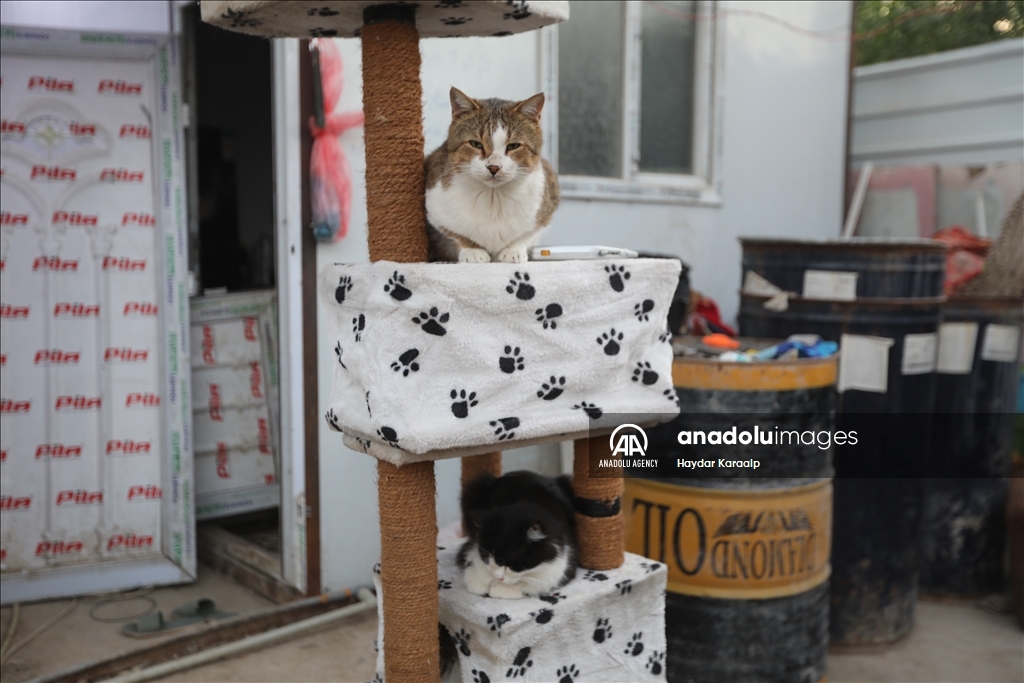 أم عبودي.. سيدة عراقية ترعى الحيوانات المعنّفة في بغداد